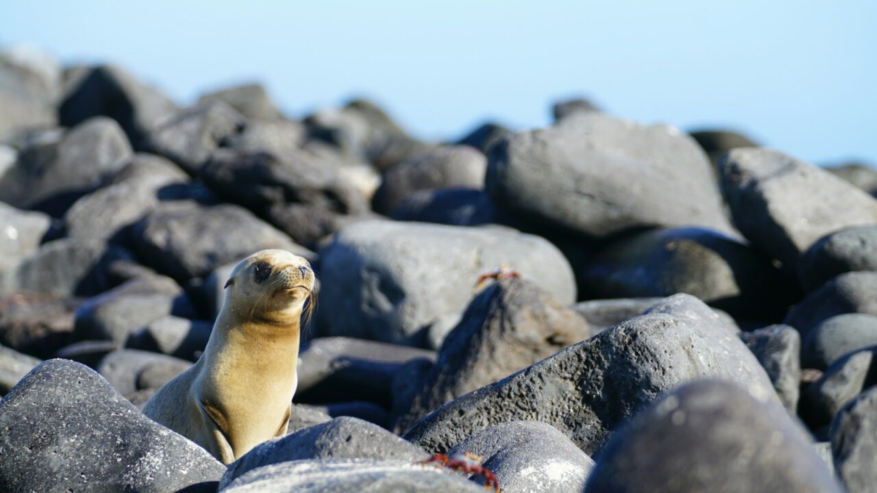 Seal on rocks in Galapagos Ecuador
