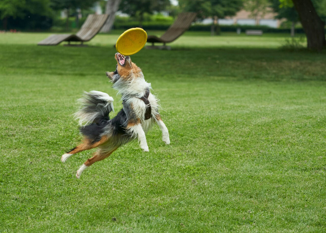 Australian shepherd dog catching a Frisbee