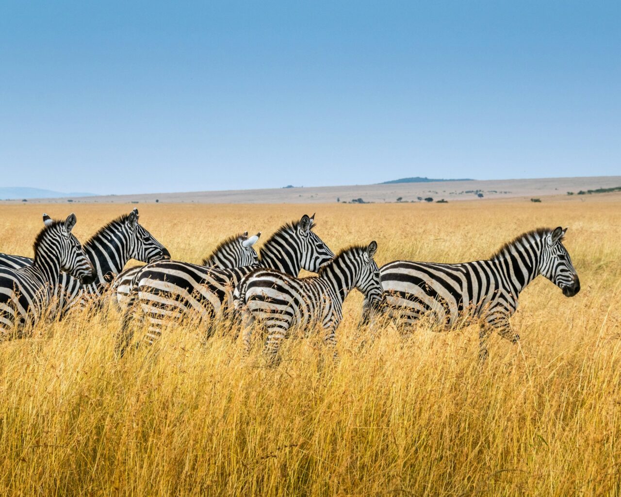 Herd of running zebras in Kenya