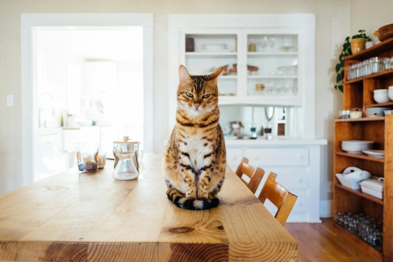 Striped cat sitting on a table in a home