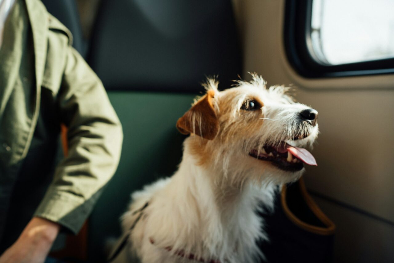 Dog looking out of the window of a train