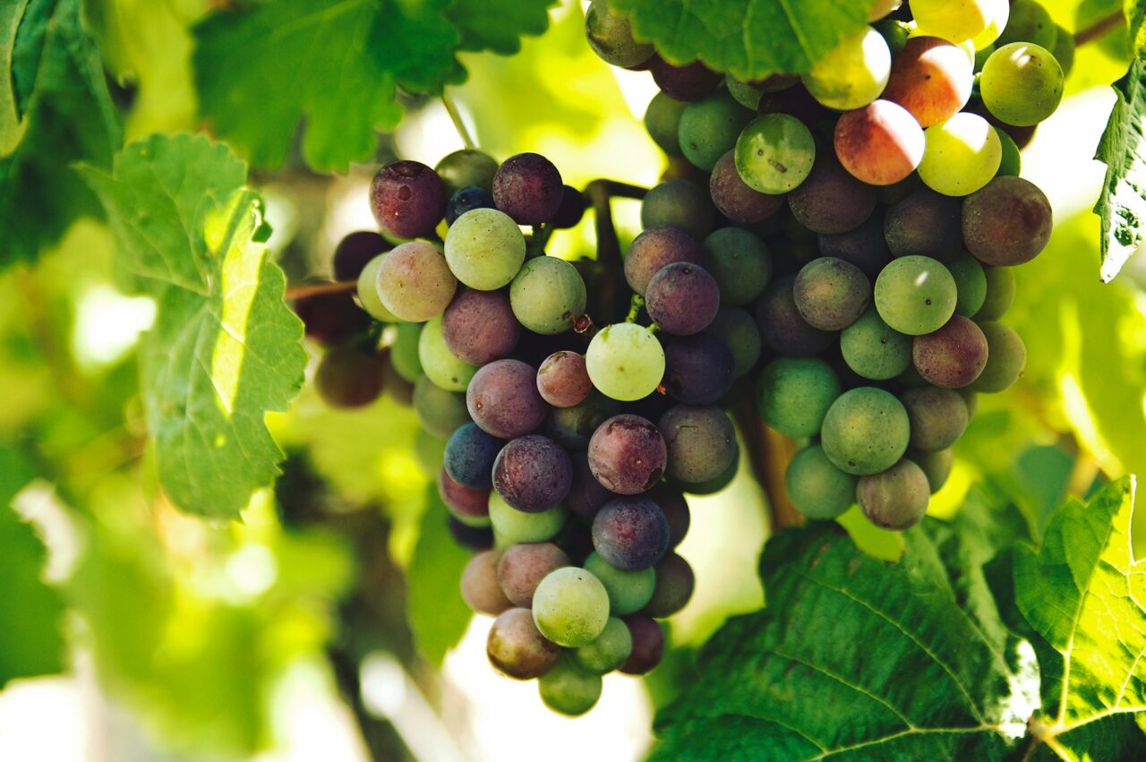 Grapes on a grapevine