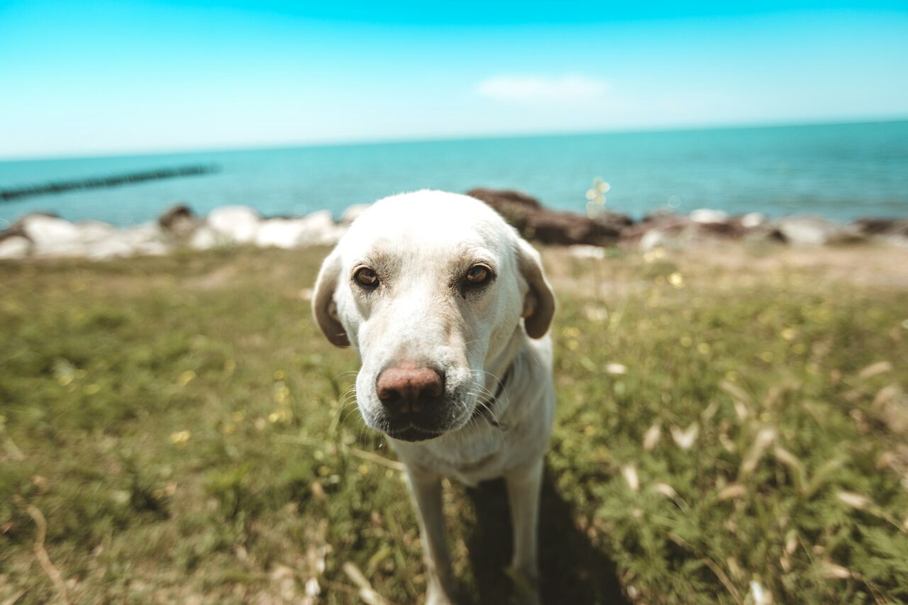 White Labrador on grass next to the ocean