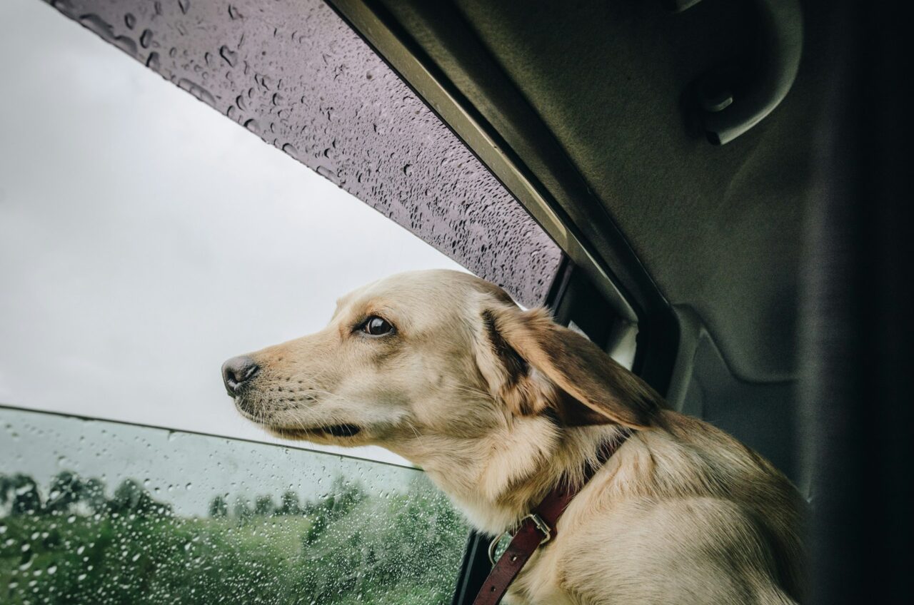 Sandy colored dog sticking its head out of a window