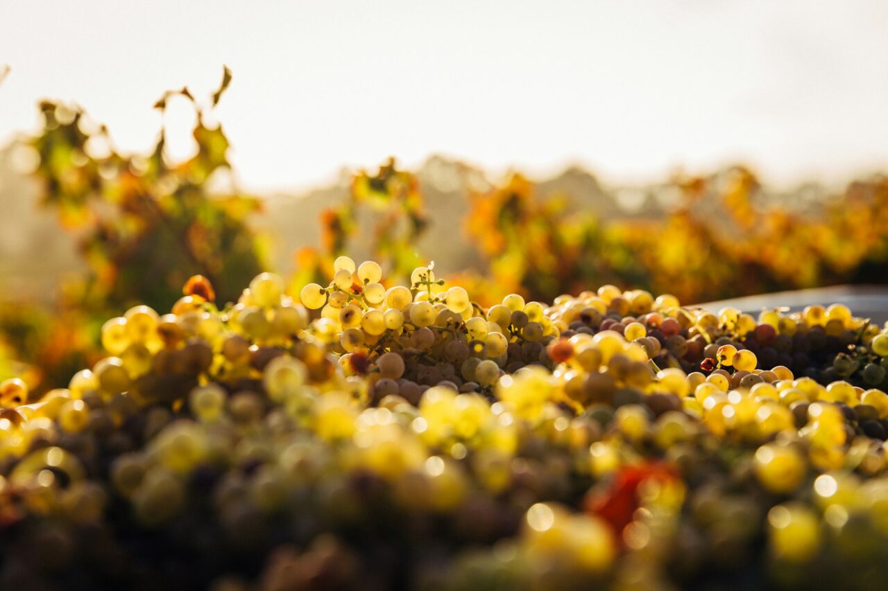 Close up of grapes in the Barossa Valley
