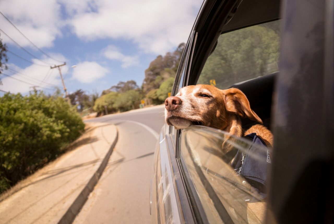 Dog sticking its head out of a car window
