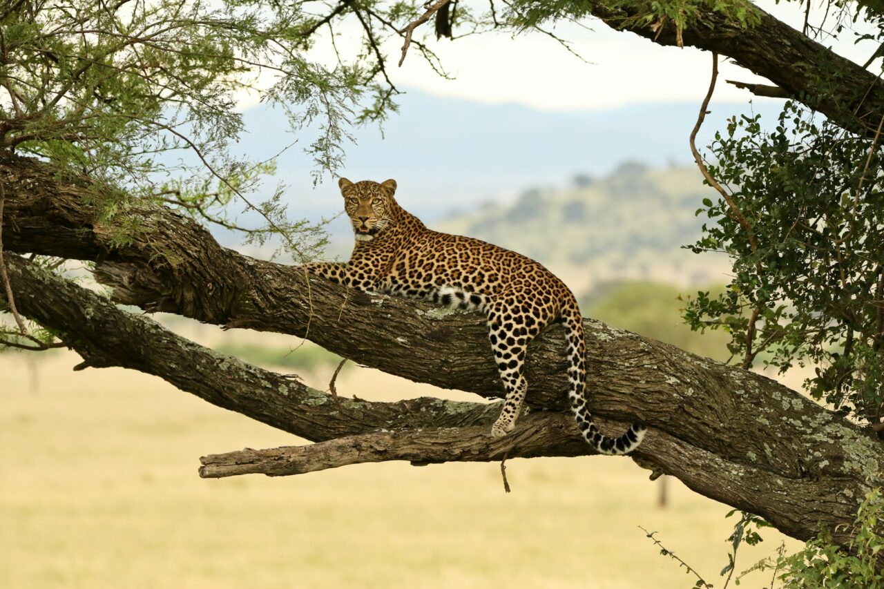 Leopard in a tree in south africa