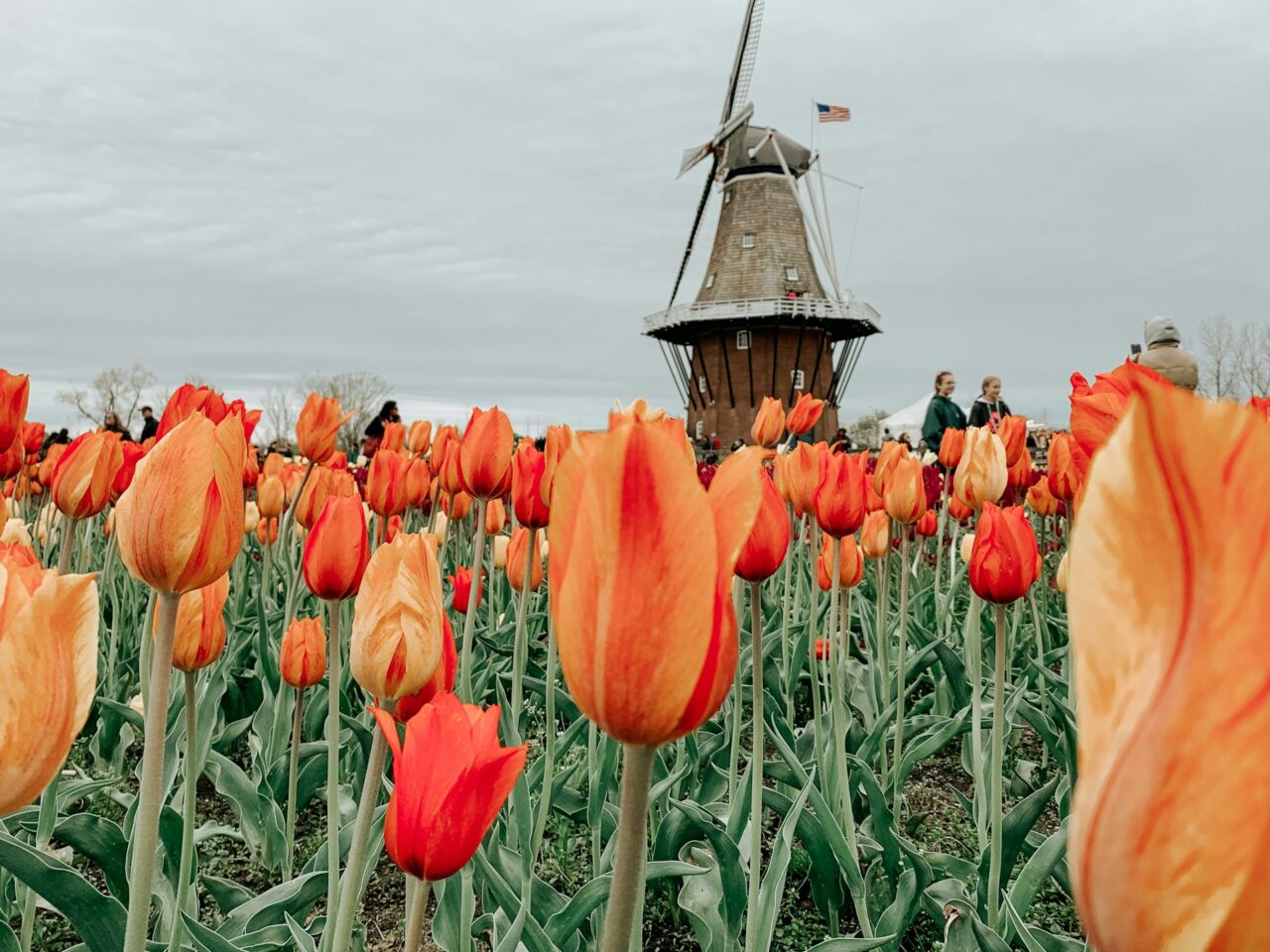 Windmill in holland in a field of orange tulips