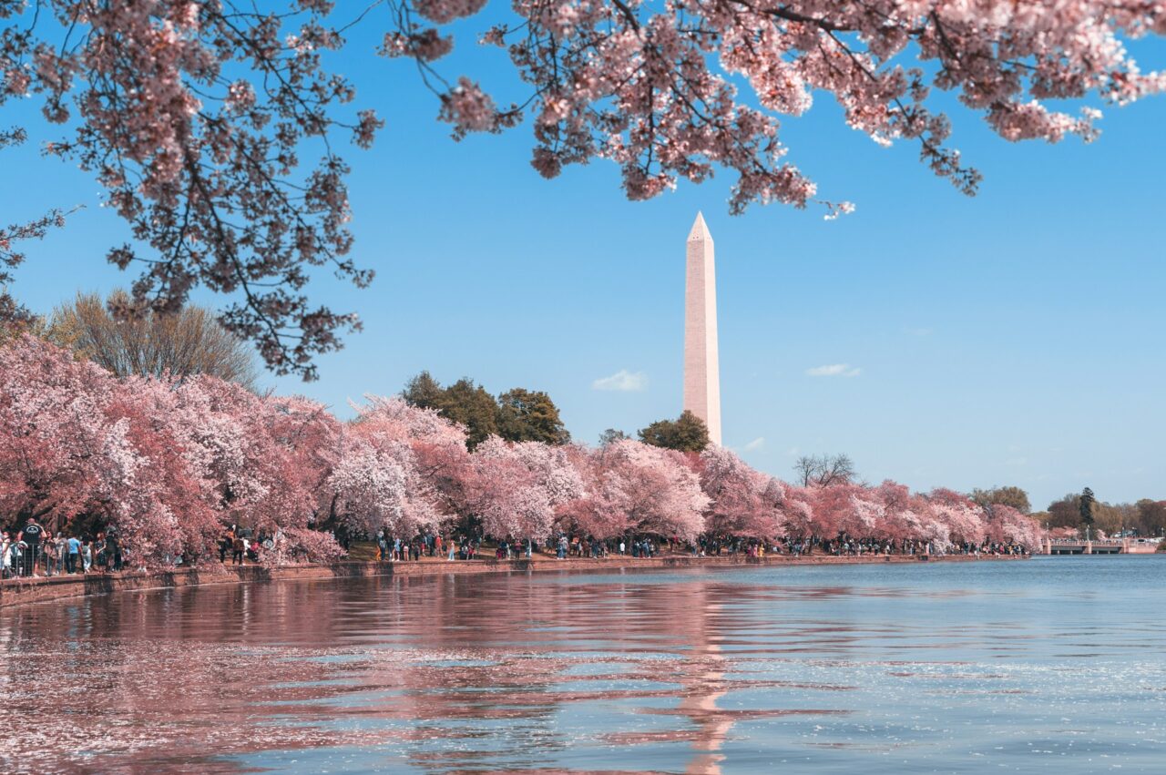 Washington during cherry blossom season