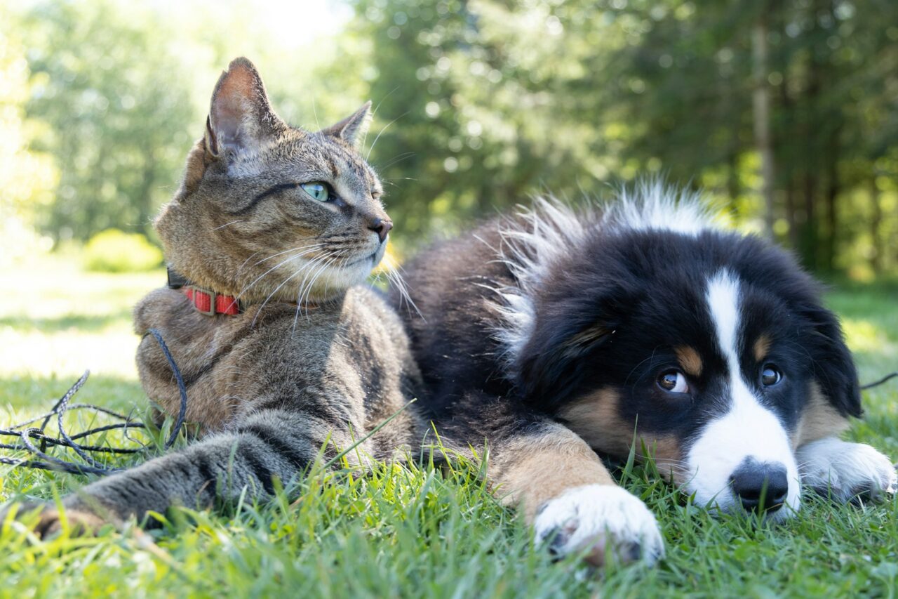Cat and a dog on grass