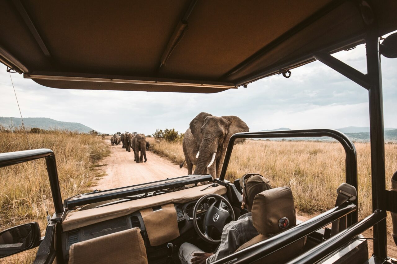 Elephants viewed from a safari vehicle