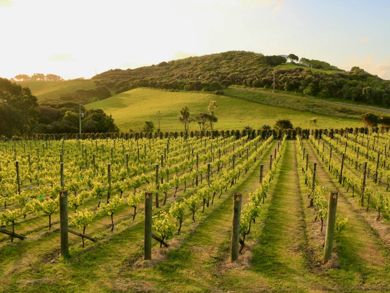 Vineyard on Weiheke Island