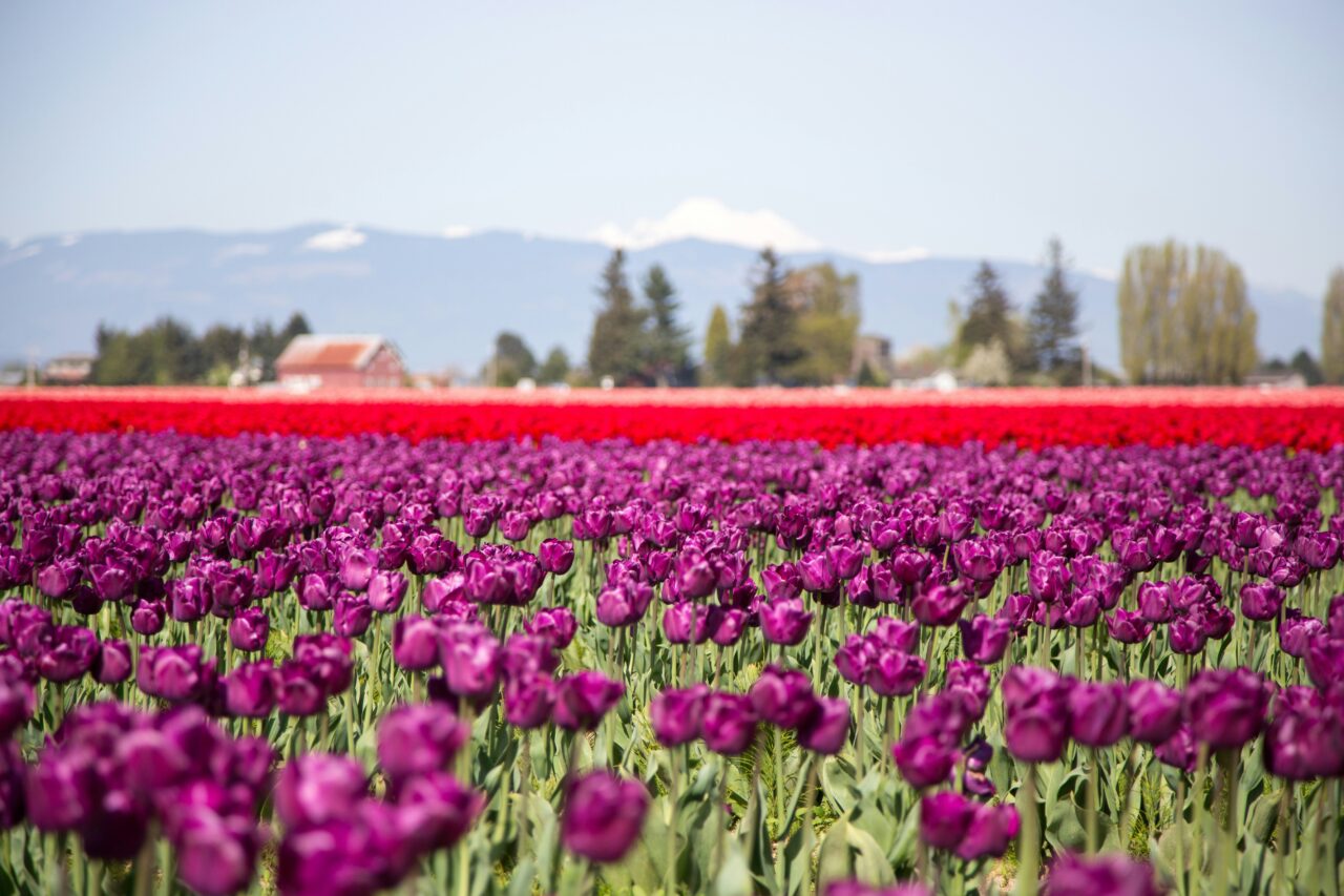 Field of purple tulips at Skagit Valley Tulip Festival