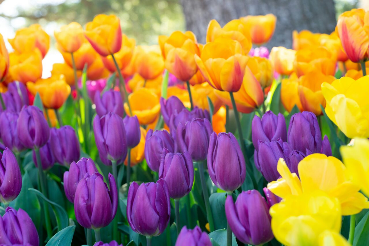 Close up of purple and yellow tulips at Skagit Valley Tulip Festival 