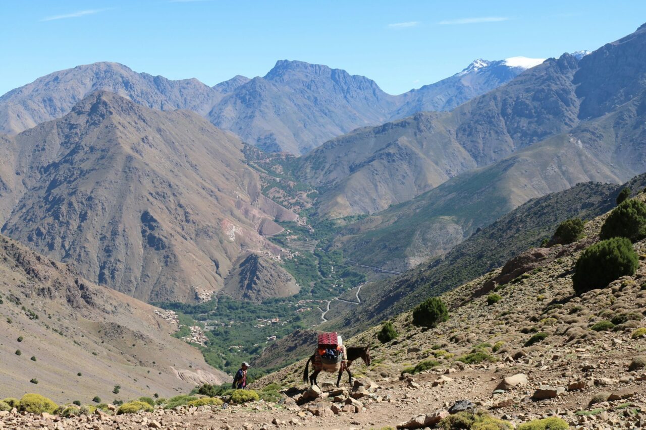 Donkey in the Atlas Mountains