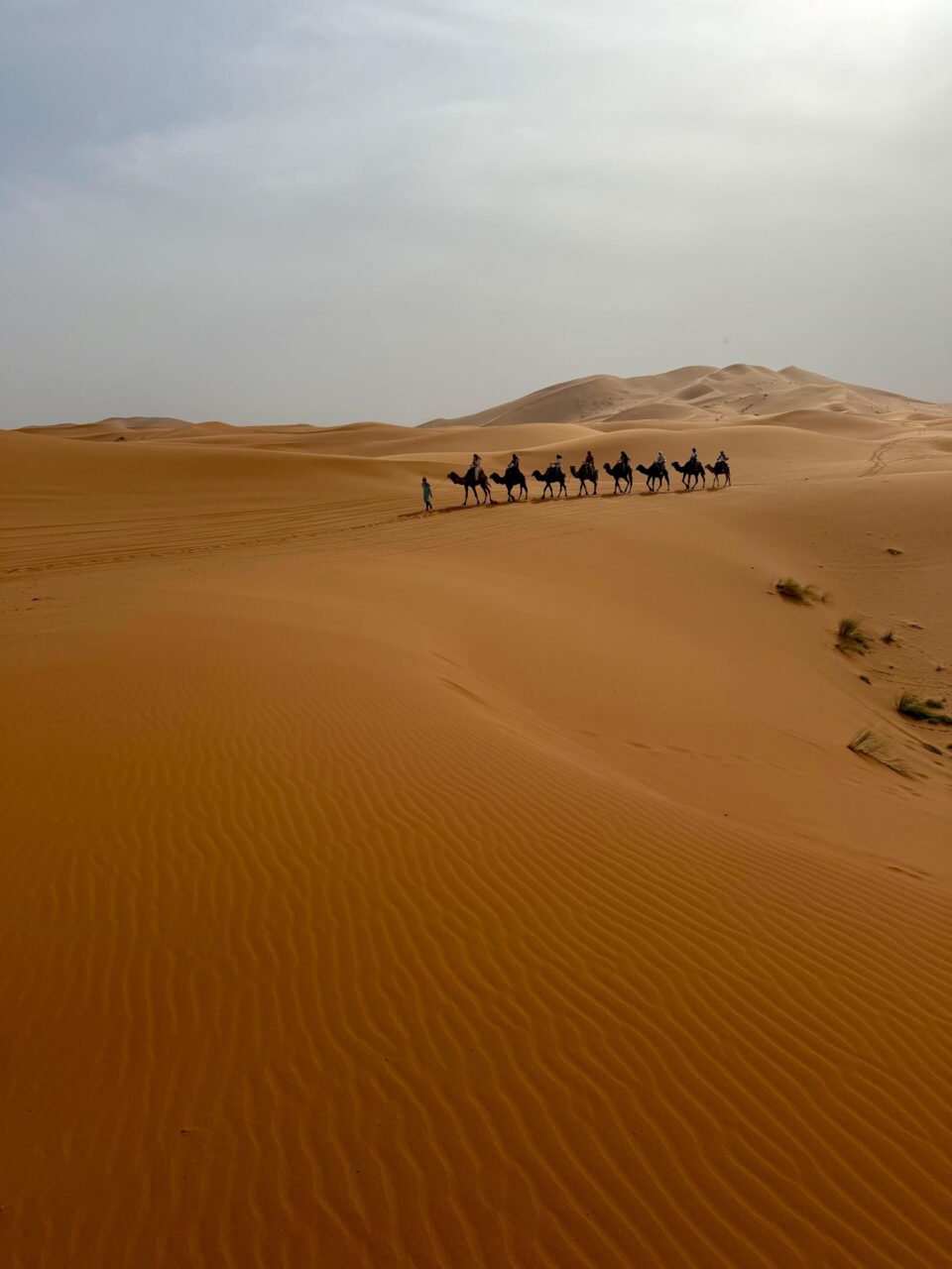 People on camels in the Sahara Desert, Morocco