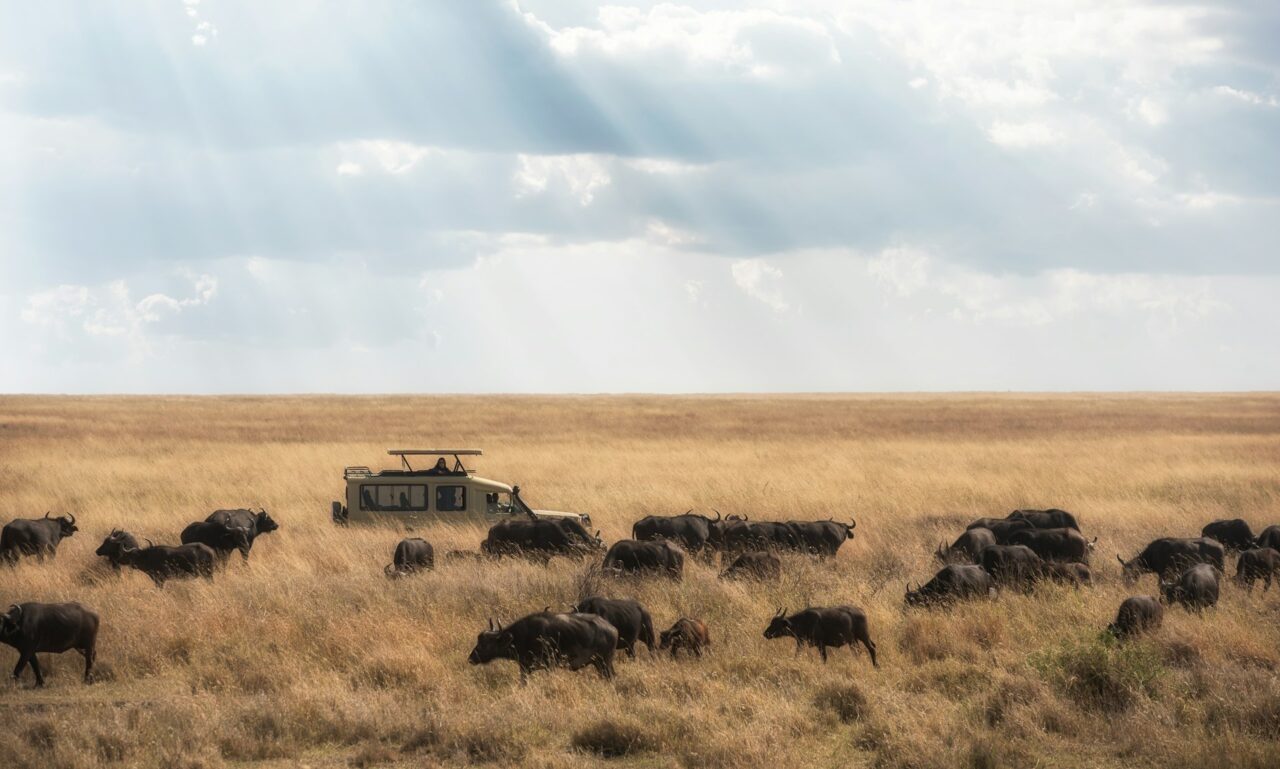 Safari vehicle driving past wildebeest in the Serengeti Tanzania