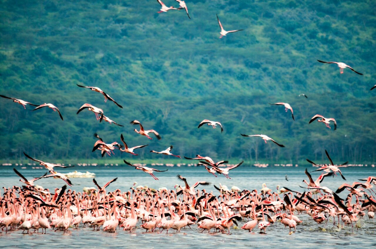 Flamingos on Lake Nakuru in Kenya