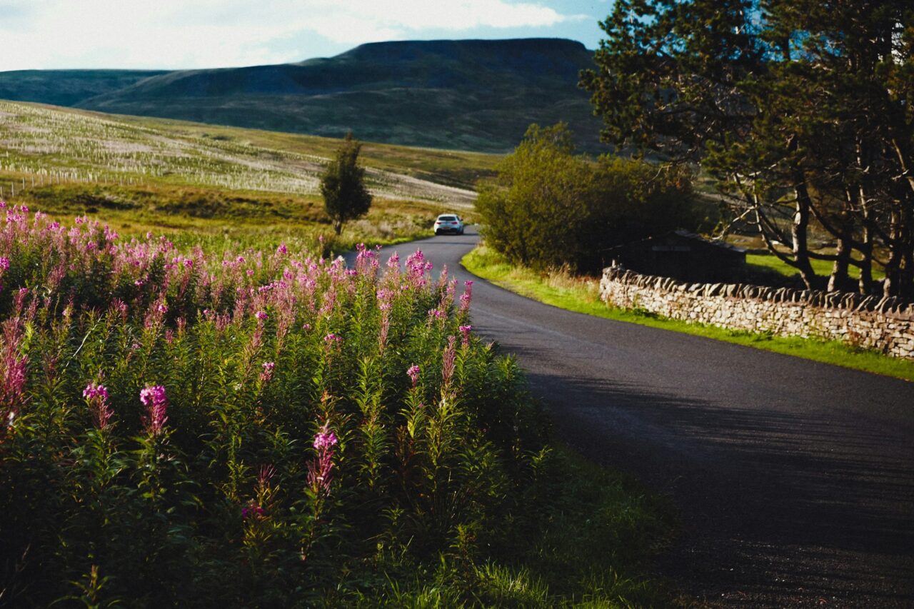 Road through the countryside with pink flowers in UK