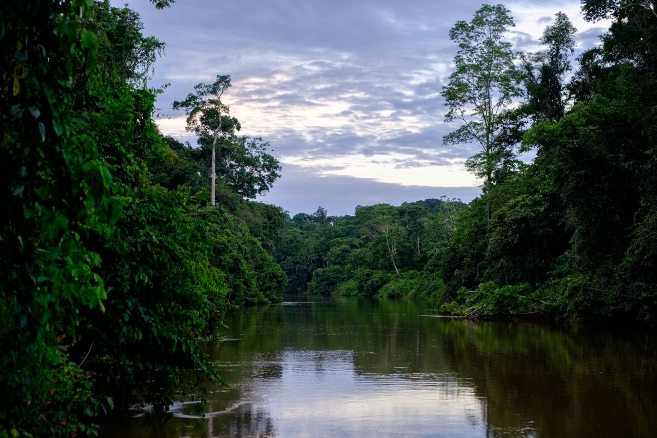 Green trees surrounding a lake in the Amazon rainforest 