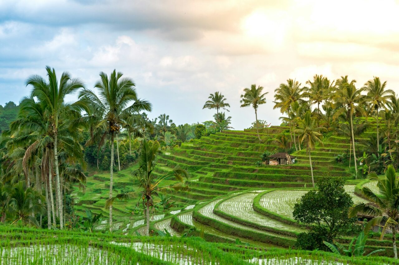 Green rice terraces in Ubud, Bali
