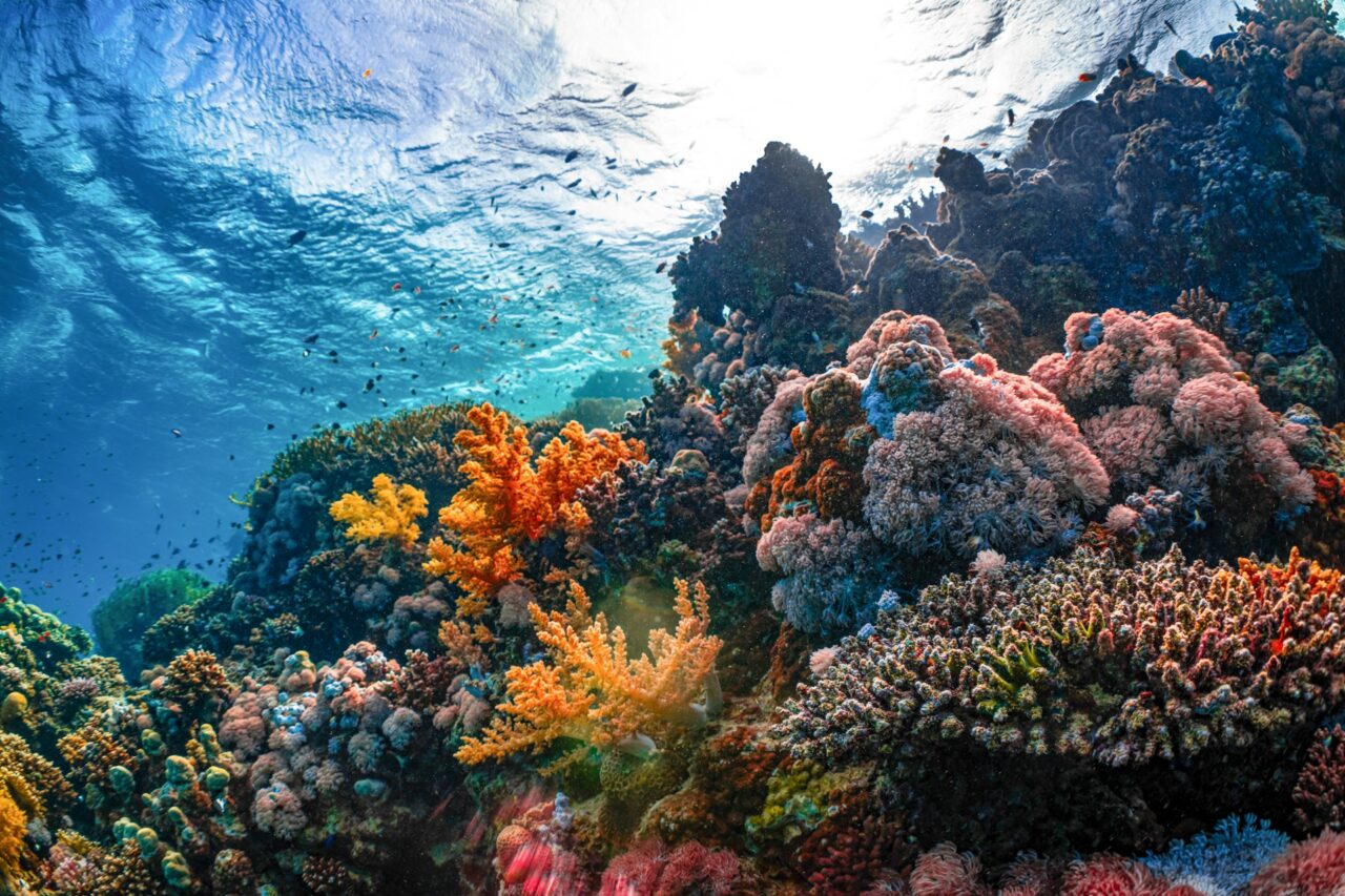 Coral reef under the water