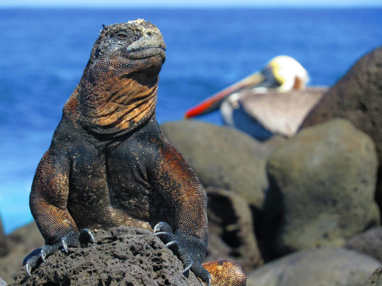 Marine iguana in the Galapagos