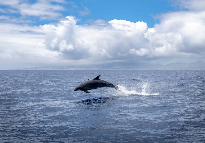 Dolphin jumping out of the ocean