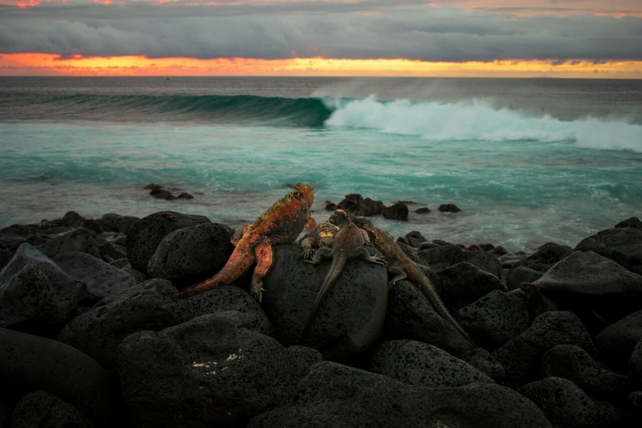 Iguanas on the rocks in San Cristobal