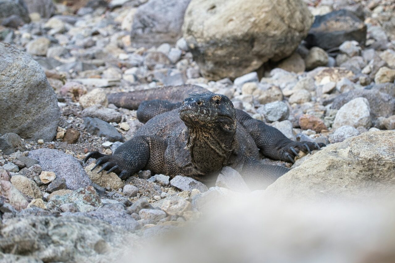 Close up of Komodo dragon
